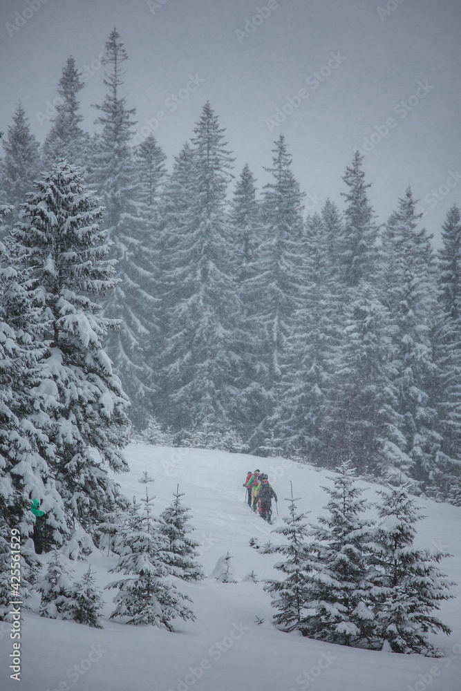 Fototapeta premium snow covered trees