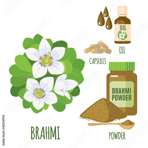 Vector Brahmi Bacopa monnieri set isolated on white background.