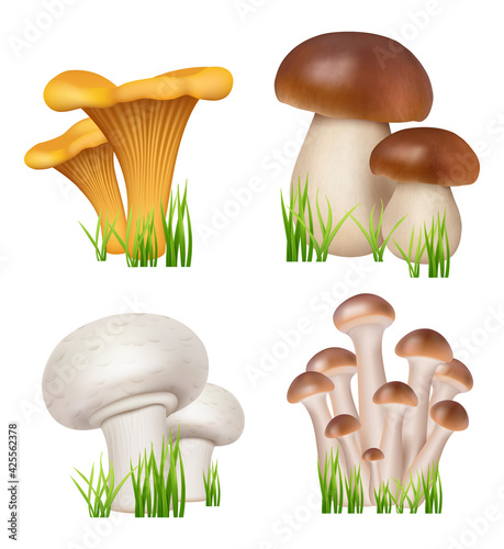 Mushrooms realistic. Healthy natural products champignons golden chanterelle enoki decent vector kitchen collection illustrations