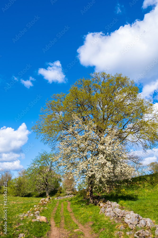 Dirt road in the countryside with blooming apple tree Dirt road in the countryside with blooming apple tree