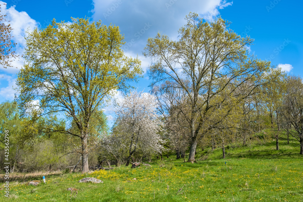 Lush trees at a meadow in the springtime Lush trees at a meadow in the springtime