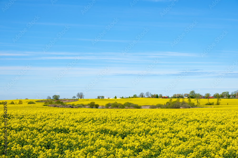 Rural landscape with a flowering rapeseed field in the summer
