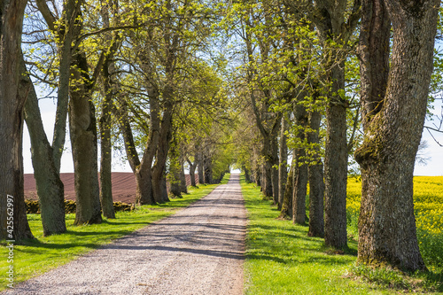 Fototapeta Naklejka Na Ścianę i Meble -  Tree lined dirt road in the countryside at springtime