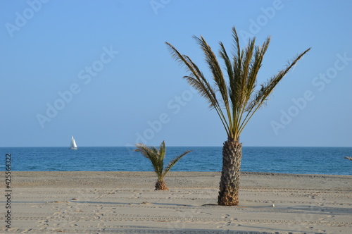 palm tree on the beach