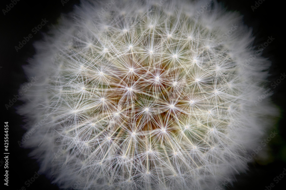 Fototapeta premium _MG_8463