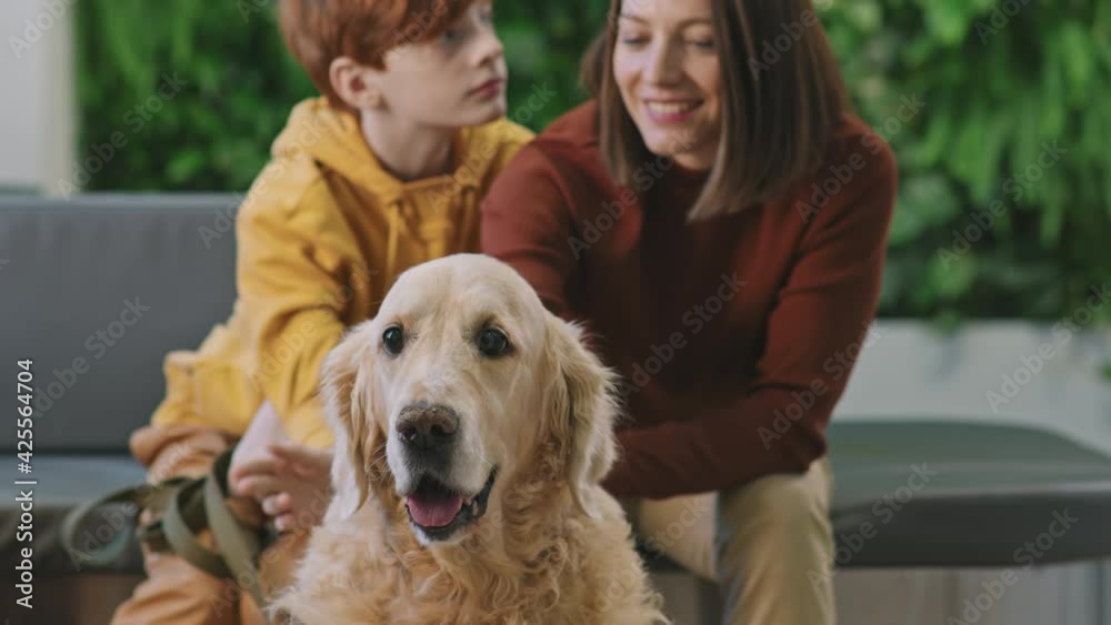 Handheld medium shot of cute golden retriever dog sitting on floor of vet clinic while its owners – young smiling woman and her 10-year-old son – waiting for veterinarian