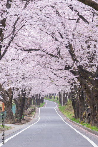 桜並木