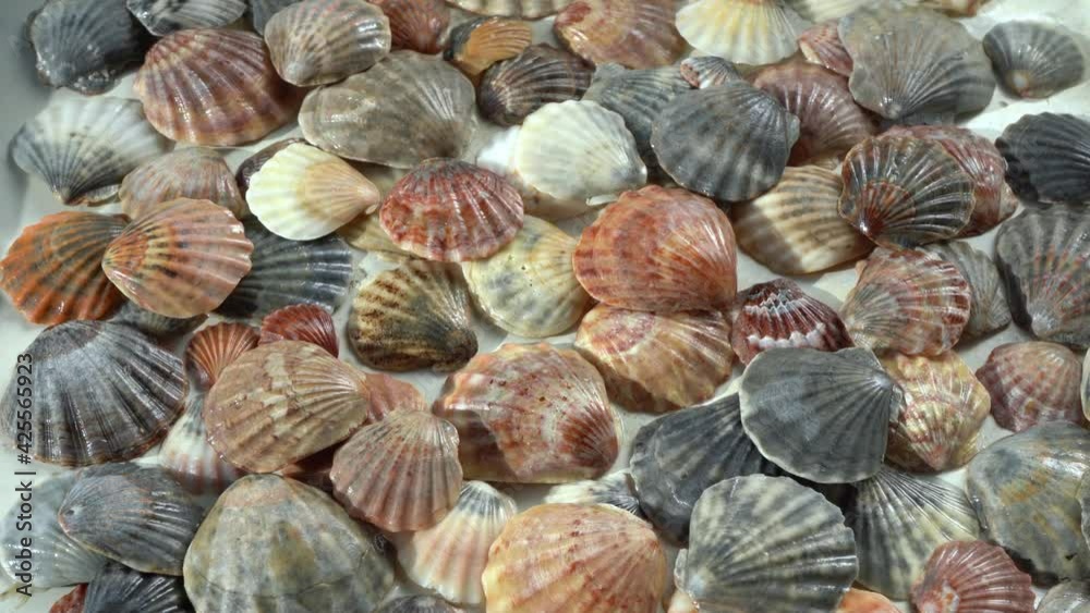 Seashells top view. Shell close-up. Ocean coast. Summer pattern from seashells.
Seashells top view. Shell close-up. Ocean coast. Summer pattern from seashells.