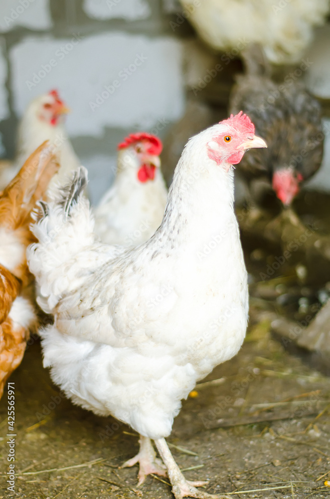 Fototapeta premium chicken coop