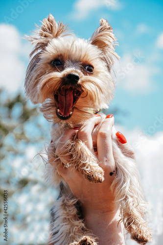 Радостный пес, собака, йоркширский терьер  © Валерьянка Не из апт