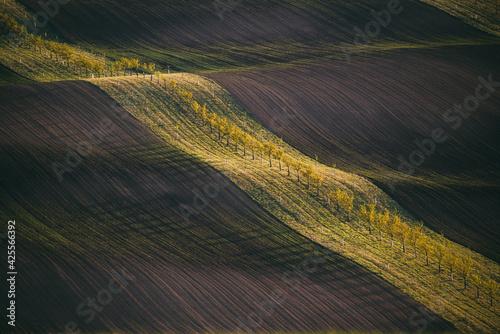 Line of fresh trees on the green agriciltural fields at daytime. Rural spring landscape with colored striped hills and trees garden. Green and brown waves of the agricultural fields of South Moravia photo