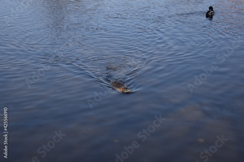 Muskrat photosesion Nr. 8 photo