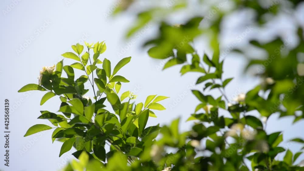 Natural leafs swayed by wind blow. The beautiful green leafs is relaxing romantic. It waving along wind breeze. Green environment concept. Natural leafs swayed by wind blow. The beautiful green leafs is relaxing romantic. It waving along wind breeze. Green environment concept.