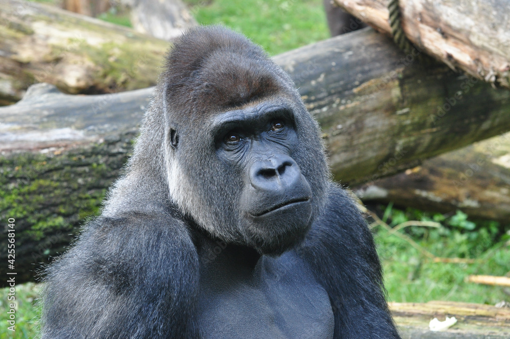 Close-up of smiling mountain gorilla Close-up of smiling mountain gorilla