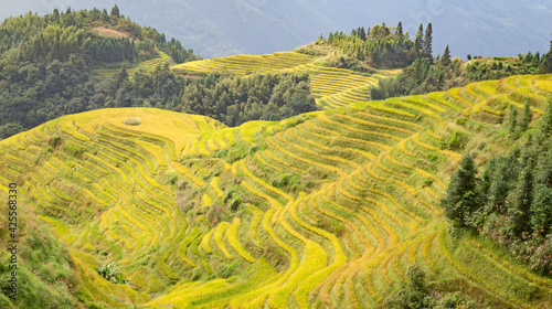 Longji Rice Terraces