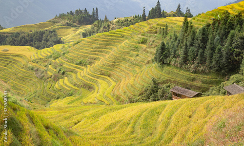 Longji Rice Terraces photo