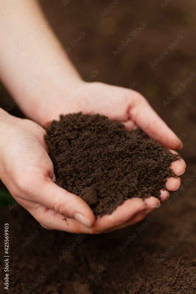 Black soil in hands. Fertile mud, ground composition. Black soil in hands. Fertile mud, ground composition.