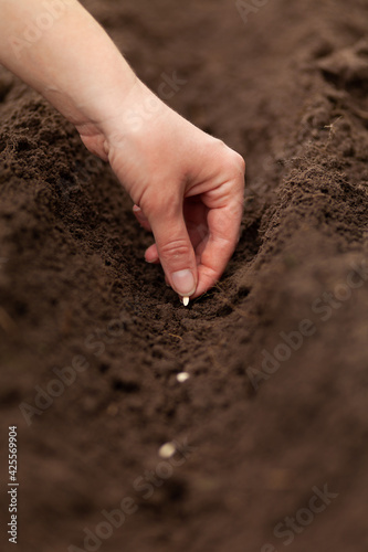 Spring planting of seeds in the soil, garden work. Cultivation of home-grown vegetables.