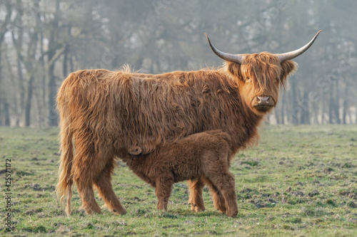 Beautiful Highland calf (Bos taurus taurus) drinking milk from mother cow in green meadow. Veluwe in the Netherlands. Scottish highlanders in a natural  landscape.  © Albert Beukhof