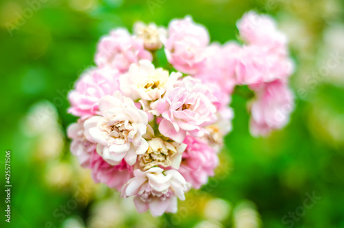 pink roses