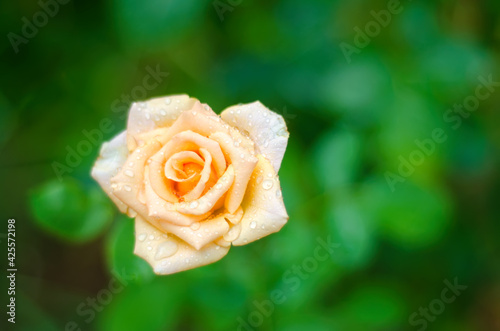 orange rose