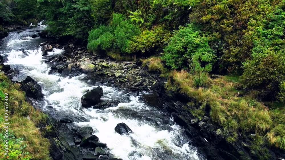 Salmons in Ketchikan Creek River Salmons in Ketchikan Creek River