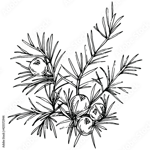 Juniper vector drawing. Isolated vintage illustration of berry on branch. Organic essential oil engraved style sketch. Beauty and spa, cosmetic ingredient. Great for label, poster, flyer, packaging