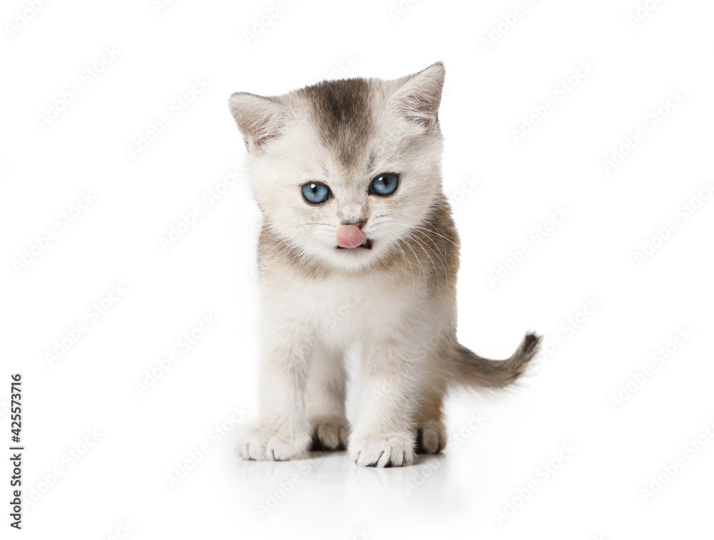 Funny Scottish kitten with its tongue hanging out stands on white