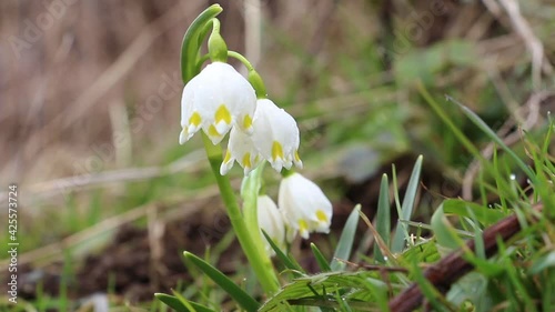 Closeup of spring snowflakes. Beautiful spring snowflakes bloom in the forest. Spring snowflakes slightly sway in the wind
