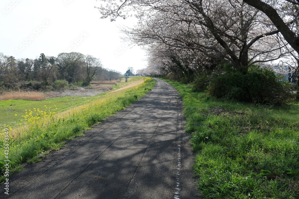 土手の小路に咲く桜と菜の花