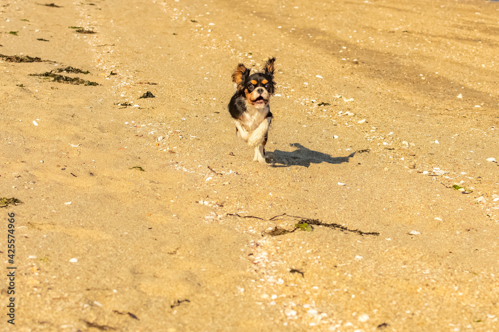  a cute puppy running
