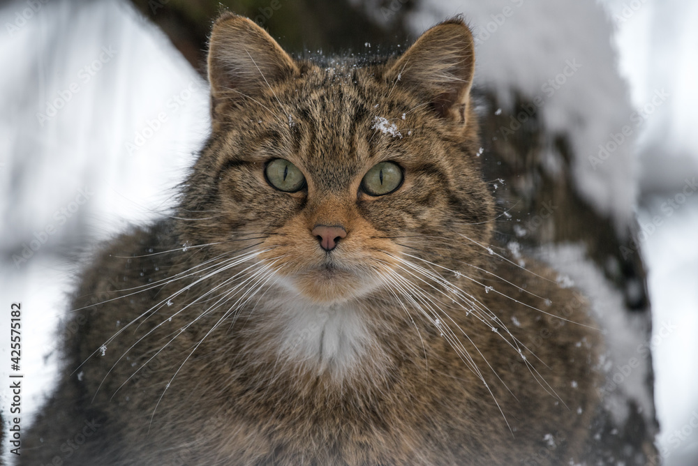 portrait of a wildcat