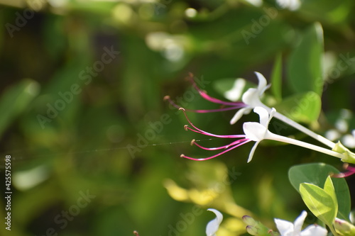 white and yellow flowers