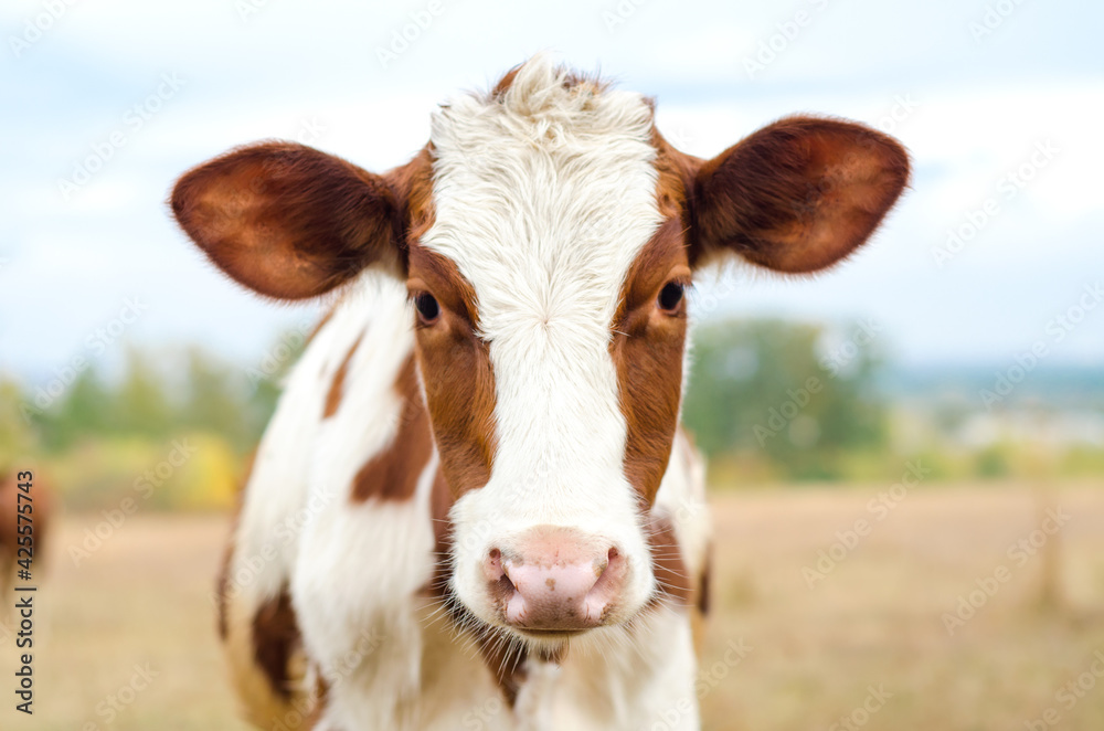 cow in the meadow