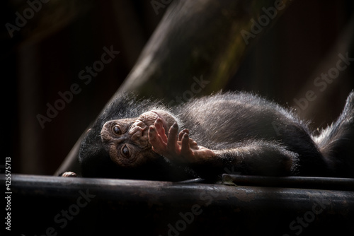 small chimpanzee 
