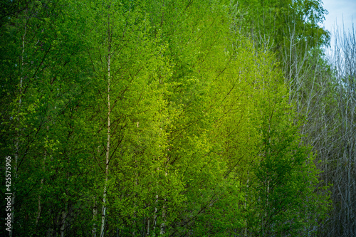 A beautiful, freshly blooming birch trees in spring. New green birch leaves in morning light. Springtime scenery of Northern Europe.
