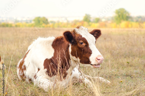 cow in the meadow © Roman Gorielov