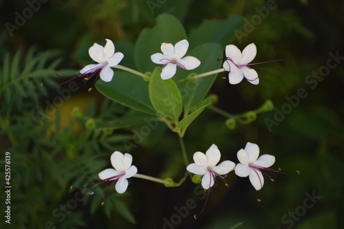 flowers in the garden
