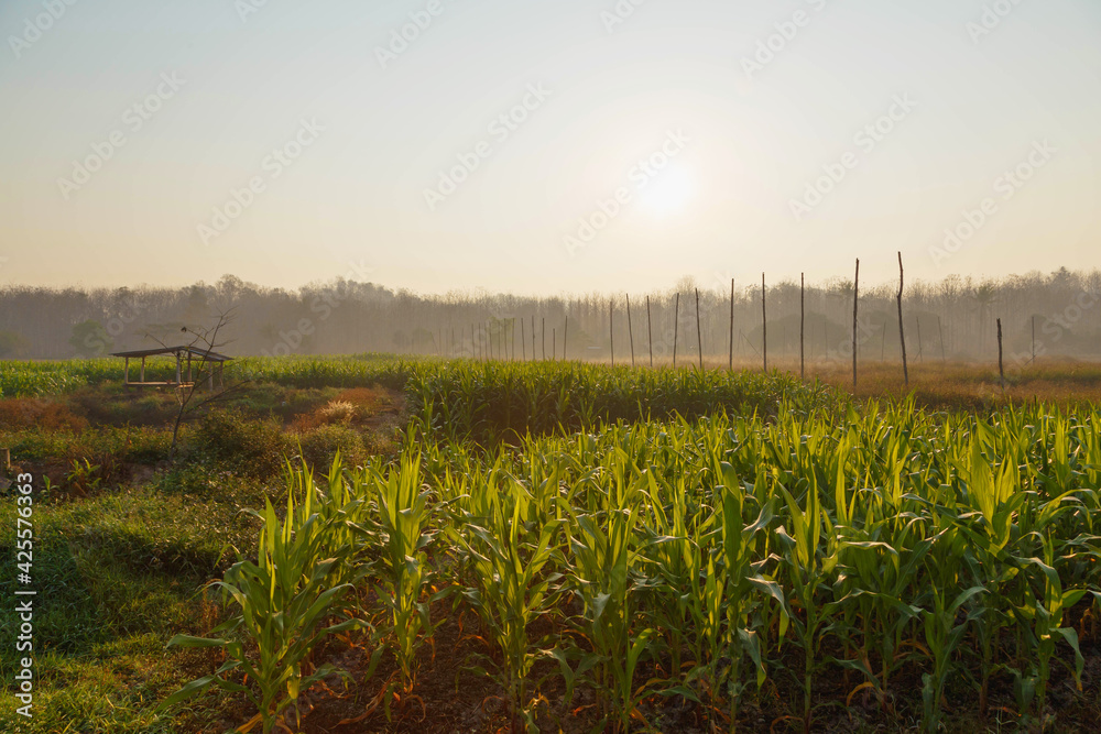 Beautiful morning  the corn field