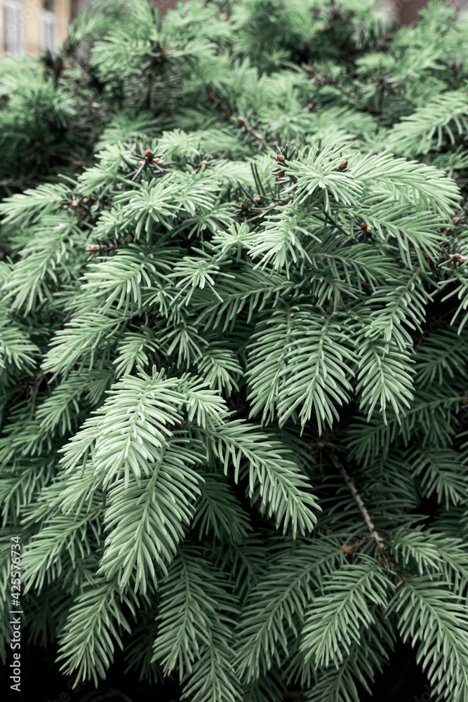 Branches of blue spruce on a gray background. gray green leaves of blue spruce in winter, vertical image. Branches of blue spruce on a gray background. gray green leaves of blue spruce in winter, vertical image.