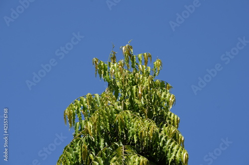 pine branches against sky