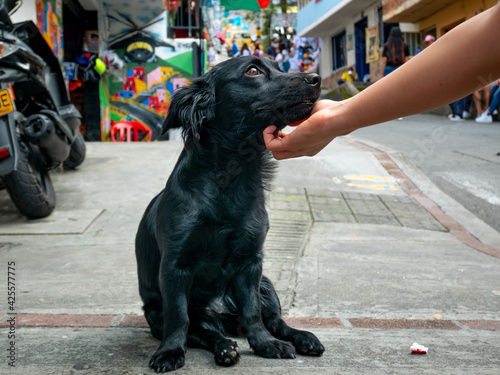 Obraz na płótnie A Woman's Hand Caresses a Mongrel Black Dog Panting with a Happy Face in the Comuna 13, Tourist Neighbourhood of Medellin, Colombia w salonie