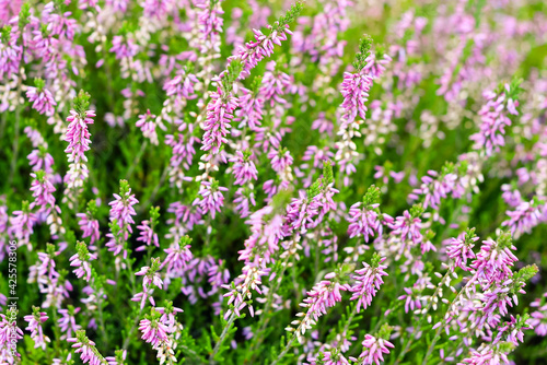 Tender pink Calluna vulgaris, common heather, ling, or simply heather flowers close up