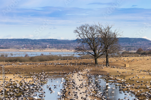 Common cranes on a field by Hornborgasj  n lake in Sweden on a sunny day. Cranes gather here by the thousands each spring.