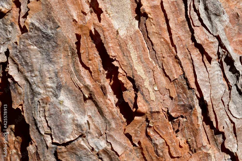Macro shot of the bark of a pine trunk. Macro shot of the bark of a pine trunk.