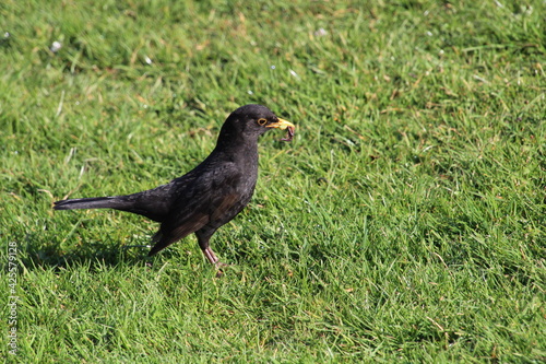 blackbird on the grass