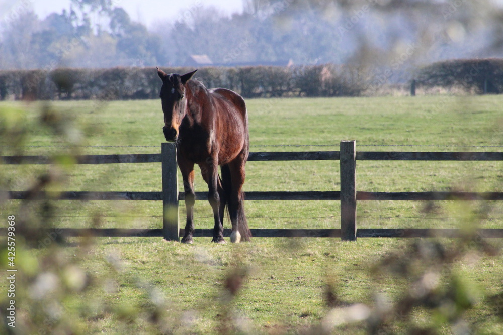 Naklejka premium horse in a field