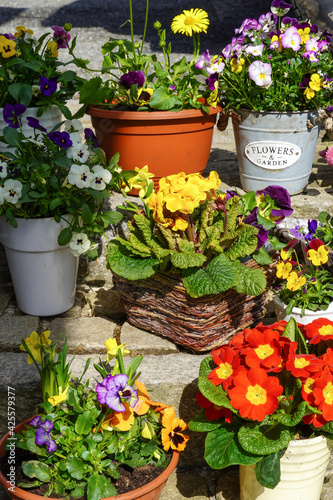 Fototapeta Naklejka Na Ścianę i Meble -  bunter Frühlingsblumen in Schalen pflanzen als Deko im Garten Gartendekoration