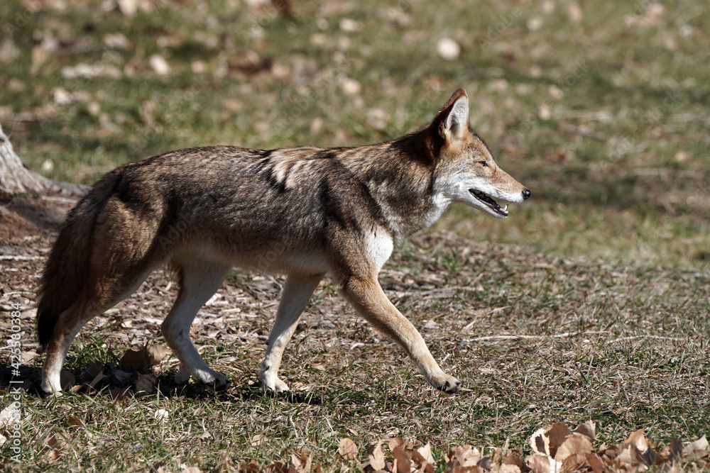 Fototapeta premium Coyote