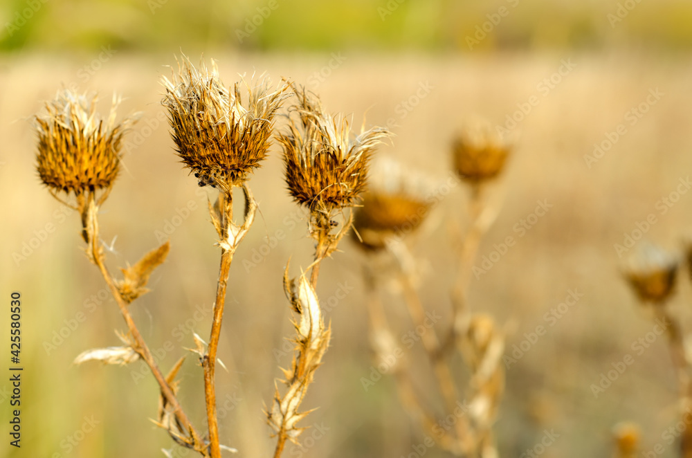 Obraz premium dry thistle
